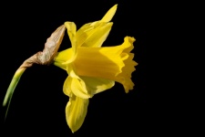 Jonquille, fleur jaune