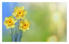 Narcisse Blossom Fleur Photographie