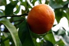 Frutta arancione nell'albero