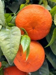 Oranges On A Tree