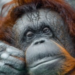 Orangutan Face