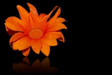 Orange flower, orange petals