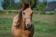 Cavalo, equídeos, animal de fazenda
