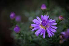 Purple flower, Aster