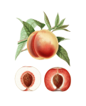 Peach Fruit Vintage Art