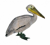 Clipart Vintage Pelicano