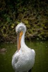 Pelicano, grande pássaro