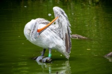Pelicano, pelicano dálmata
