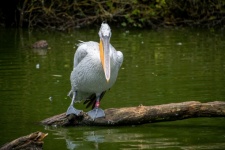 Pelicano, pelicano cruciano