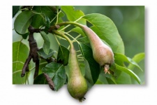 Pears, Fruits, Photo Editing