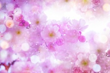 Flor de cerejeira rosa
