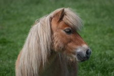 Pony, Shetland pony, small horse