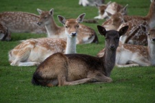 Roe Deer, Fallow Deer, Mammal
