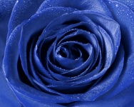 Rose Flower Blossom Blue
