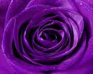Rose Flower Blossom Purple