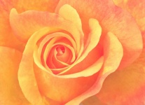 Fiore di rosa arancio in fiore