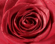 Rose flower blossom red