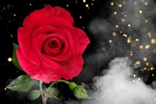 Rose Flower Photo Art