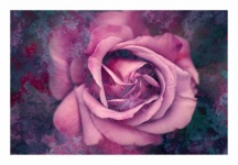Rose blossom flower photography