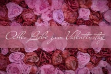 Rose postcard Valentine&039;s Day