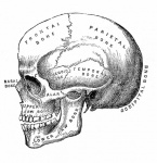 Craniu uman clipart vintage