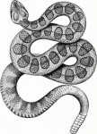 Arte vintage de clipart de cobra