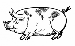 Pig Piglet Vintage Illustration