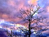 Sonnenuntergang Baum Silhouette