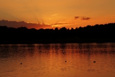 Aves Aquáticas do Lago Sunset