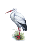Stork bird vintage illustration
