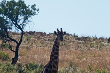 Tall giraffe against a rocky hill