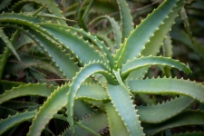 Succulent, Plant, Aloe Arborescens
