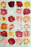 Catálogo de jardim floral vintage