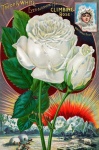 Vintage kwiatowy katalog ogrodowy