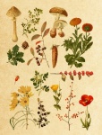Vintage Botanické Rostliny Ephemera