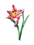 Винтажный клипарт цветок лилии