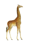 Clipart de arte de girafa vintage
