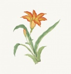 Vintage illustration of flower lily