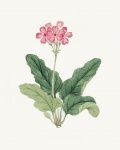 Vintage illustration of flower pink