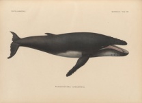 Vintage whale illustration blue whale