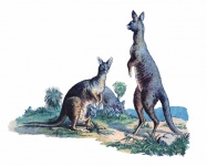 Vintage kangoeroe illustratie oud
