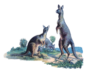 Vintage kangoeroe kunst clipart