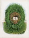 Ilustração de ovos de ninho vintage