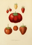 Vintage ovocná ovocná zahrada