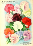 Vintage Saat Blumen Katalog