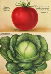 Catálogo de jardín de semillas vintage