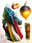 Catalogue du jardin de graines vintage