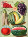 Catálogo de jardín de semillas vintage