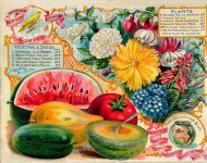 Vintage seed garden catalogue