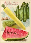 Vintage Seed Garden Catalogue